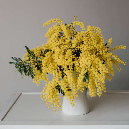 Big bunch of yellow mimosa flowers in full bloom in vase against white background. Spring still life.の写真素材