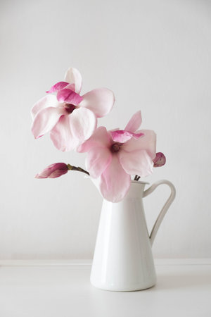 Beautiful fresh pink white magnolia flowers in full bloom in vase against white background. Spring still life.の写真素材