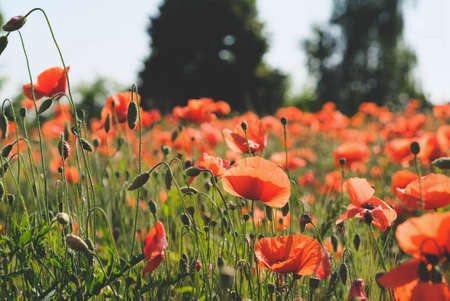Sunny rustic landscape with wild red poppy flowers in bloom. Natural summer background.の写真素材