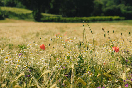 Sunny rustic landscape with wild flowers and rye field. Natural summer background.の写真素材