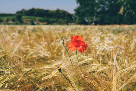 Sunny rustic landscape with wild blooming poppy flower and rye field. Natural summer background.の写真素材
