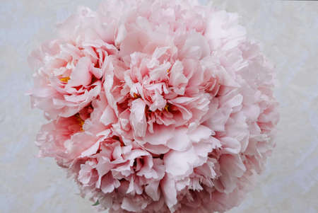 Mono bouquet of fresh pink beautiful peony flowers in full bloom on beige background, top view, close up. Spring or summer blooms.の写真素材