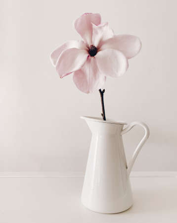 Beautiful fresh pink and white magnolia flower in full bloom in vase against white background. Spring blossoms, home decor.の写真素材