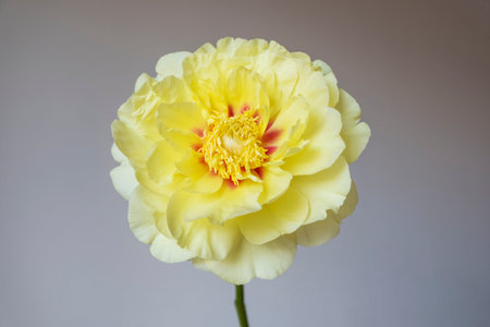 Beautiful yellow peony flower in full bloom against gray background, close up. Garden treasure....