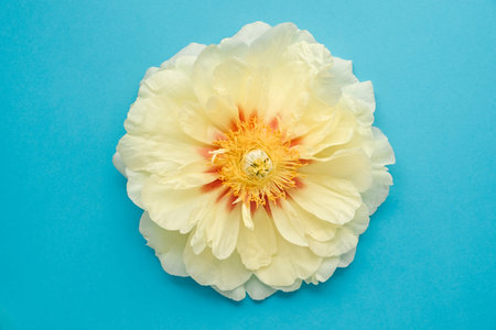 Beautiful yellow peony in full bloom on light blue background.の写真素材