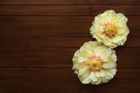 Beautiful yellow peonies in full bloom on wooden rustic background.