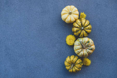 Colorful mini pumpkins on blue grey concrete background.の写真素材
