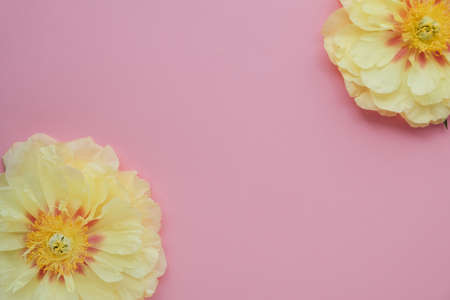 Beautiful yellow peony flowers in full bloom on pink background.の写真素材