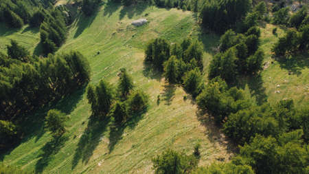 Aerial view of green fields and coniferous forest.の写真素材