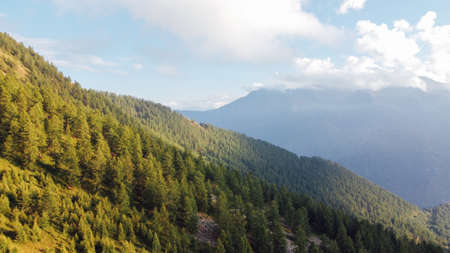 Aerial view of green coniferous forest in the mountains.の写真素材