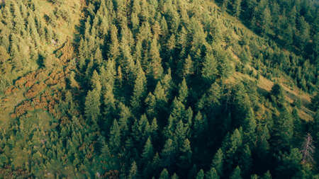 Aerial view of green coniferous forest in the mountains.の写真素材
