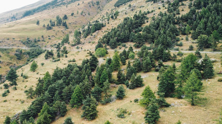 Aerial view of fields and coniferous forest.