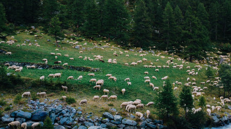 Herd of sheeps on green pasture in Aosta Valley.