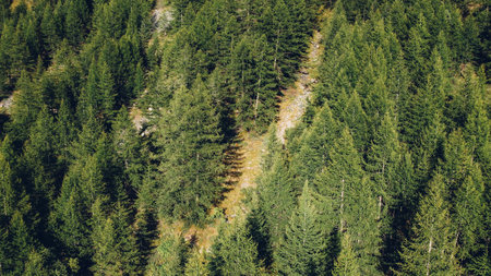Aerial view of green coniferous forest in the mountains.の写真素材