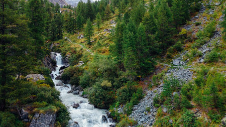 Mountain landscape with green coniferous forest and flowing river.