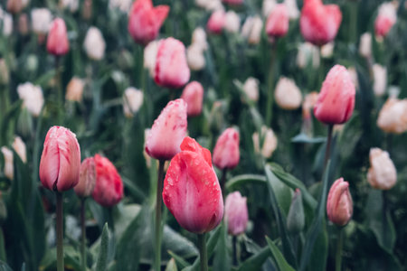 Blooming tulips.の写真素材