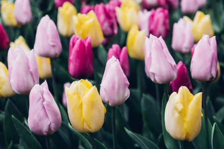 Tulip flowers.の写真素材