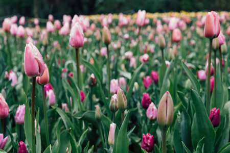 Field of blooming tulips.