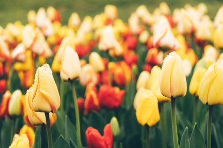 Blooming tulips.の写真素材