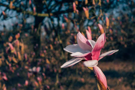 Magnolia flowers in bloom.の写真素材