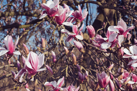 Magnolia flowers in bloom.の写真素材