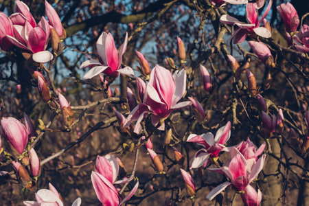 Magnolia flowers in bloom.の写真素材