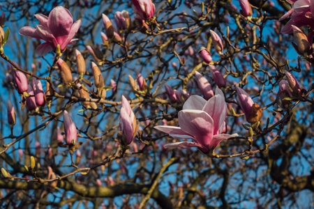 Magnolia flowers in bloom.の写真素材