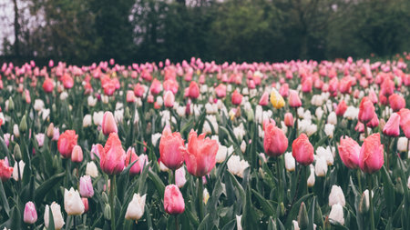 Blooming tulips.の写真素材