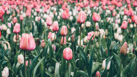 Blooming tulips.の写真素材