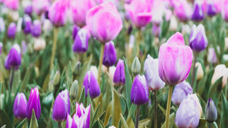 Tulip filed.の写真素材