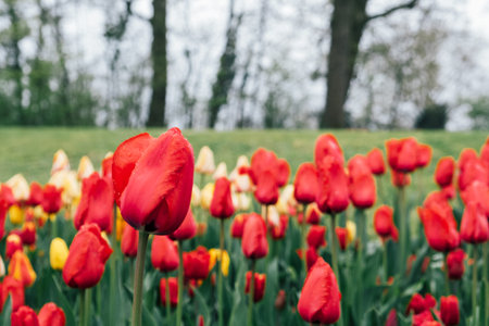 Beautiful meadow with colorful tulip flowers in full bloom, close-up view. Spring floral texture for background.の写真素材