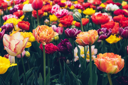 Beautiful colorful terry tulips in full bloom in the garden. Floral texture for background.