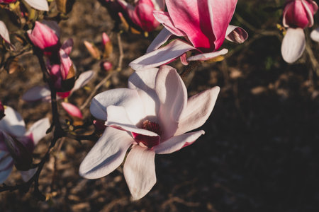 Beautiful fresh magnolia flowers in full bloom, close-up. Blossoming trees in spring. Natural floral background.の写真素材