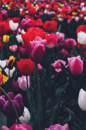 Beautiful field with fresh colorful tulip flowers in full bloom, close up view. Natural floral spring texture for background.の写真素材