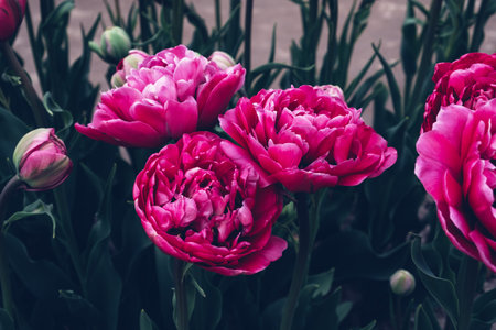 Purple flowers.