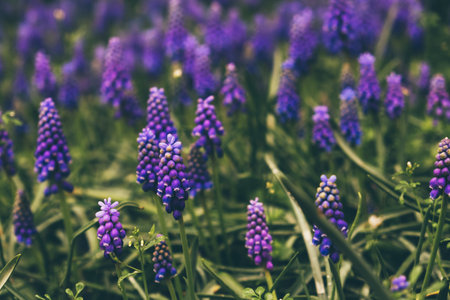 Blooming flowers.