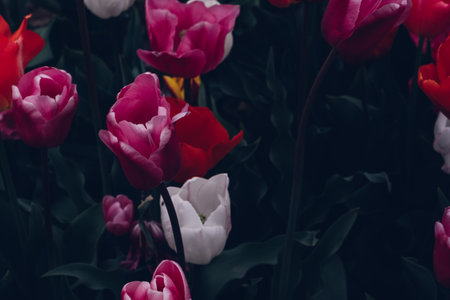 Tulip field.の写真素材