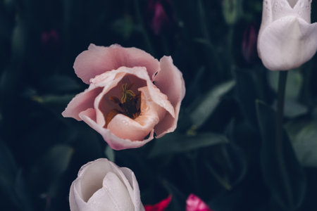 Tulip in full bloom.の写真素材