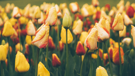 Blooming tulips.の写真素材