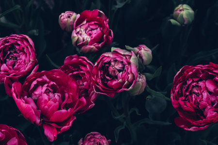 Purple tulips.の写真素材