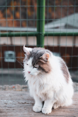 Longhaired cat.の写真素材