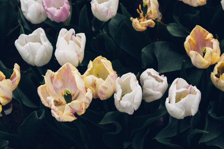 Blooming tulips.
