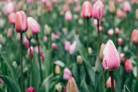 Field of blooming tulips.の写真素材