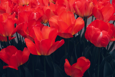 Red Tulips.の写真素材