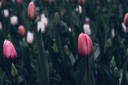 Blooming tulips.の写真素材