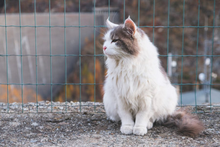Longhaired cat.