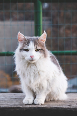 Longhaired cat.