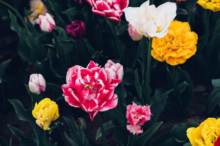 Colorful tulips.