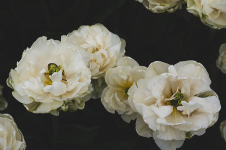 White flowers.の写真素材