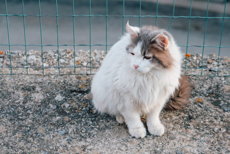 Beautiful longhaired cat outdoors. Copy space for text.の写真素材